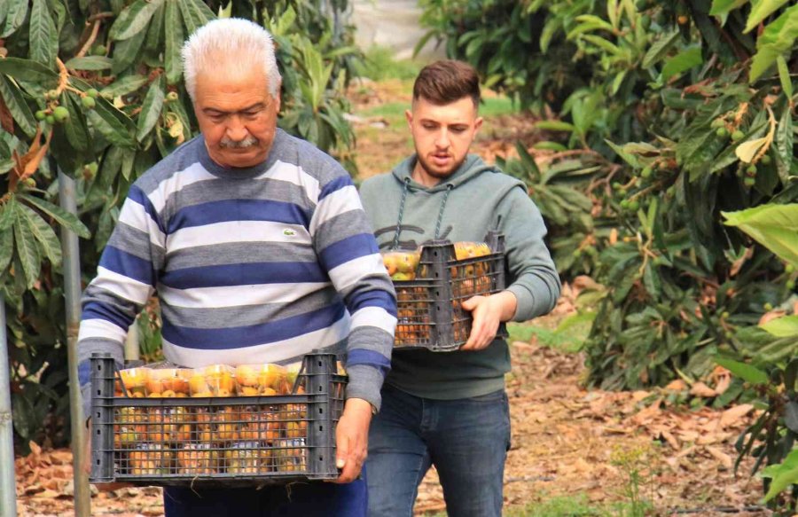 Örtü Altında “yenidünya” Hasadı Başladı... Kilosu 200 Tl’den Satıldı