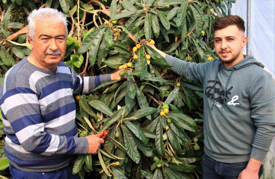 Örtü Altında “yenidünya” Hasadı Başladı... Kilosu 200 Tl’den Satıldı