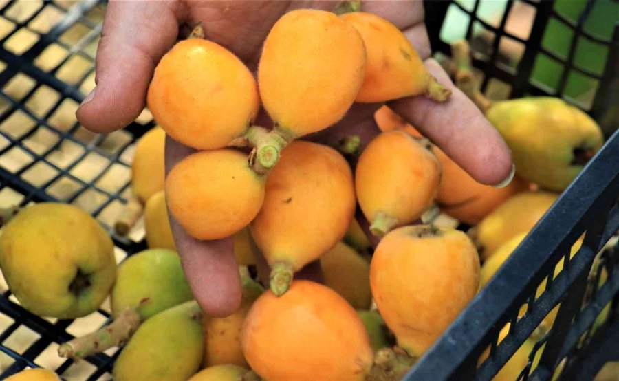 Örtü Altında “yenidünya” Hasadı Başladı... Kilosu 200 Tl’den Satıldı