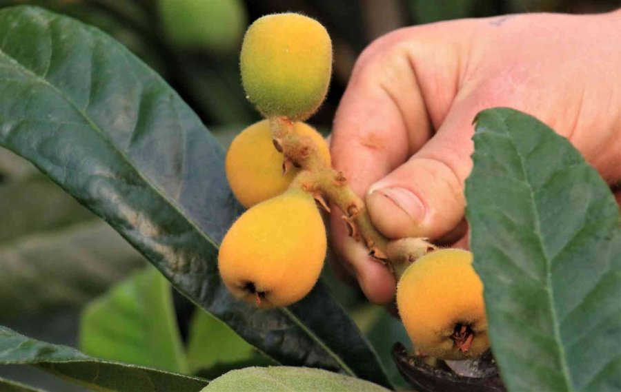 Örtü Altında “yenidünya” Hasadı Başladı... Kilosu 200 Tl’den Satıldı