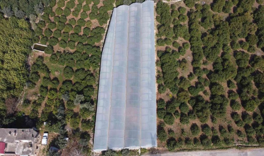 Örtü Altında “yenidünya” Hasadı Başladı... Kilosu 200 Tl’den Satıldı