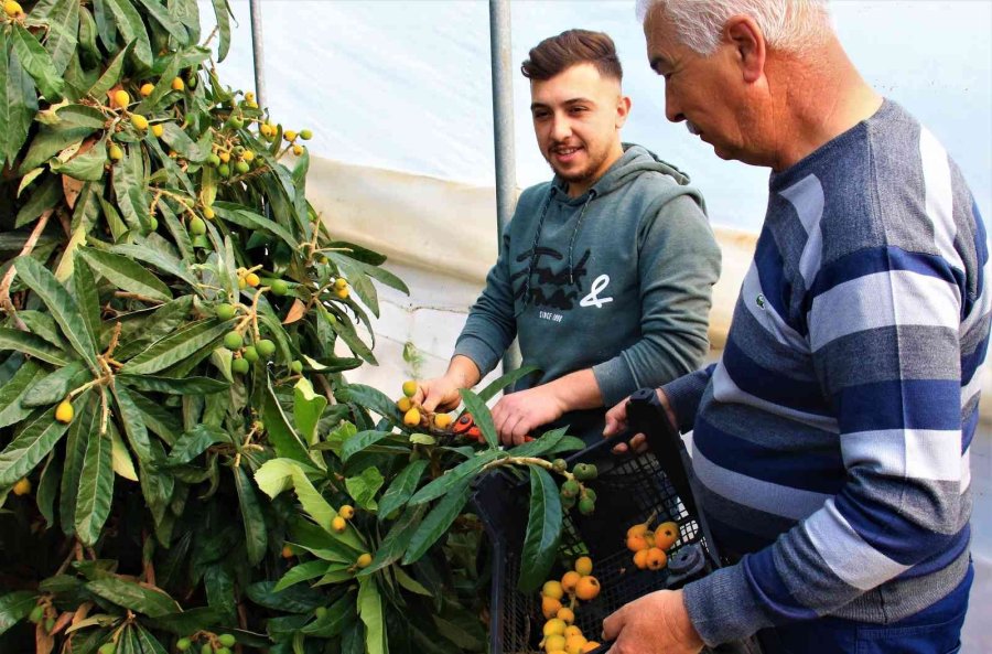 Örtü Altında “yenidünya” Hasadı Başladı... Kilosu 200 Tl’den Satıldı
