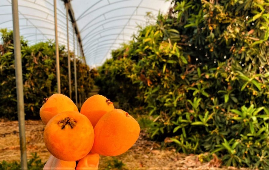 Örtü Altında “yenidünya” Hasadı Başladı... Kilosu 200 Tl’den Satıldı