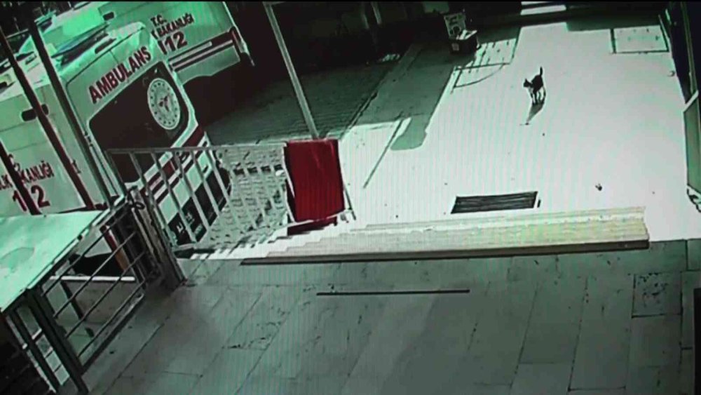 Karaman'da Hamile Kedi Sağlık Ocağında Doğurdu