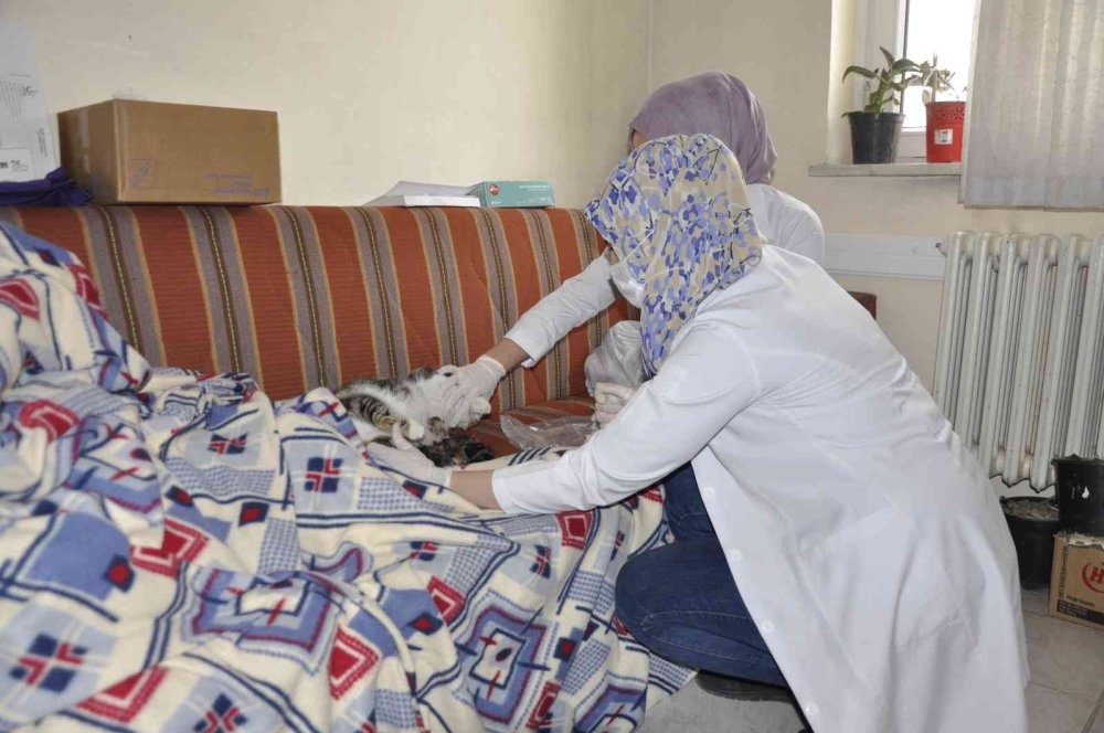 Karaman'da Hamile Kedi Sağlık Ocağında Doğurdu