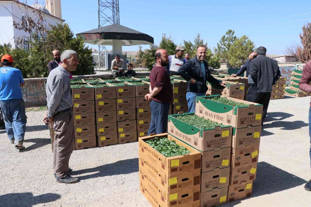 Aksaray’da Üreticilere 1 Milyon Fide Dağıtıldı