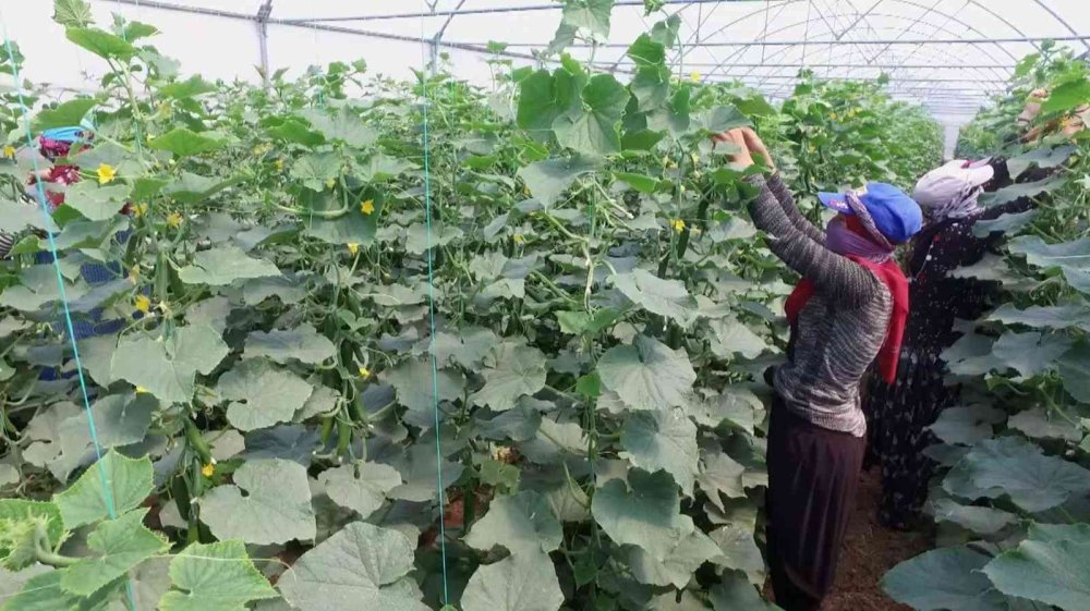 Aksaray’da Üreticilere 1 Milyon Fide Dağıtıldı