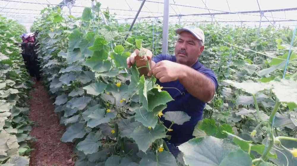 Aksaray’da Üreticilere 1 Milyon Fide Dağıtıldı