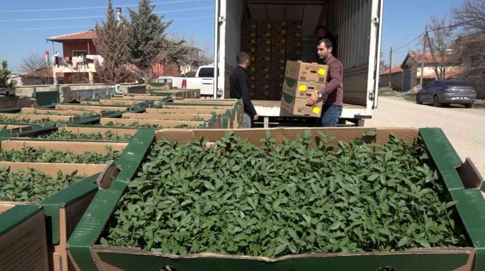 Aksaray’da Üreticilere 1 Milyon Fide Dağıtıldı