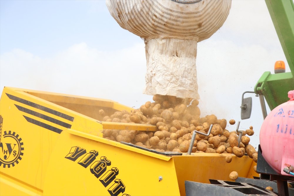 Niğde'de Erkenci Patates Ekimi Devam Ediyor