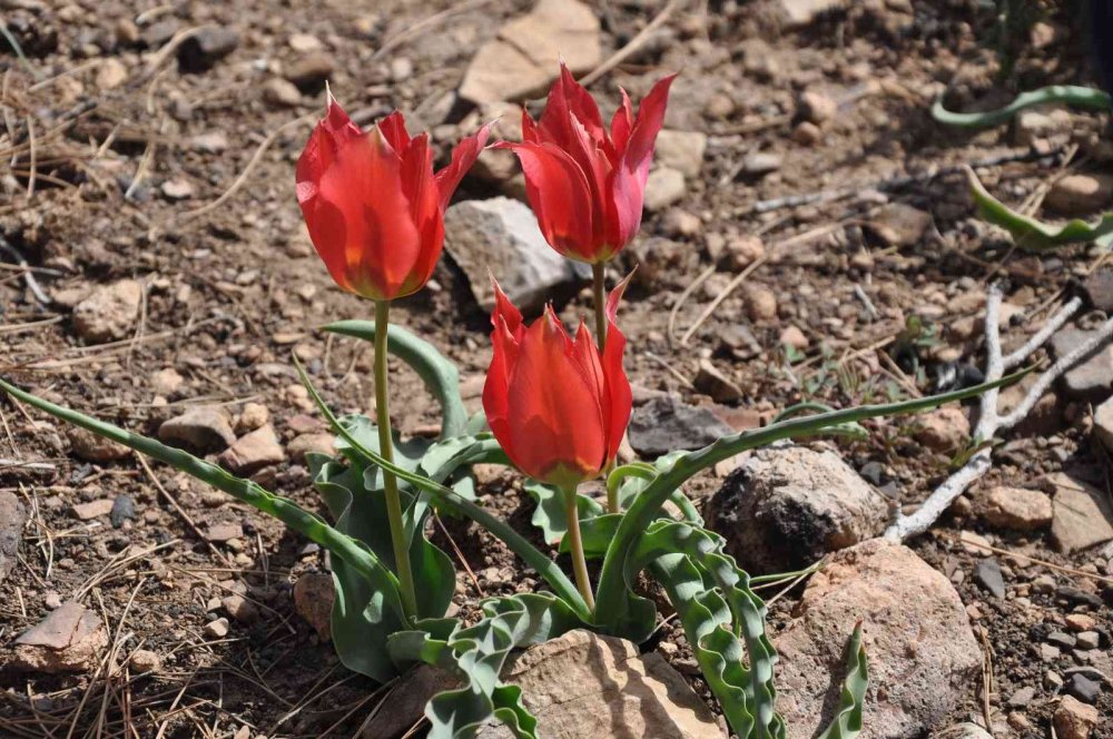 Yanan Ormanlık Alanlar Dağ Laleleri İle Renklendi