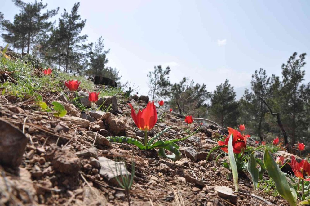 Yanan Ormanlık Alanlar Dağ Laleleri İle Renklendi