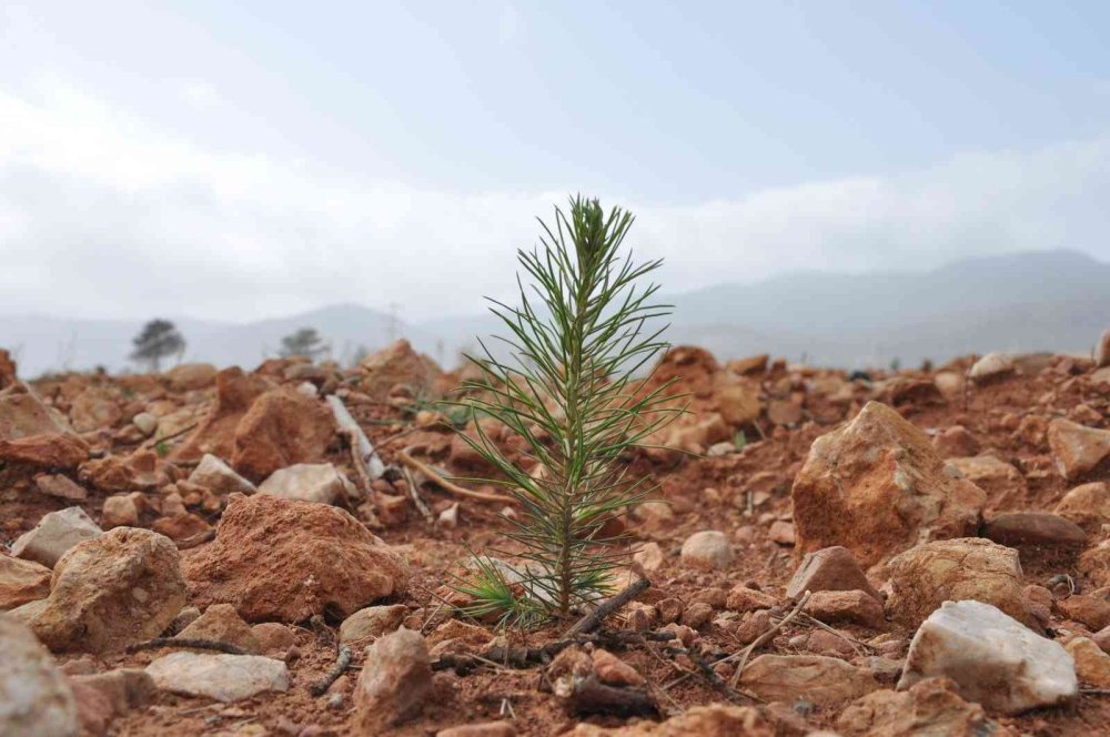 Yanan Ormanlık Alanlar Dağ Laleleri İle Renklendi