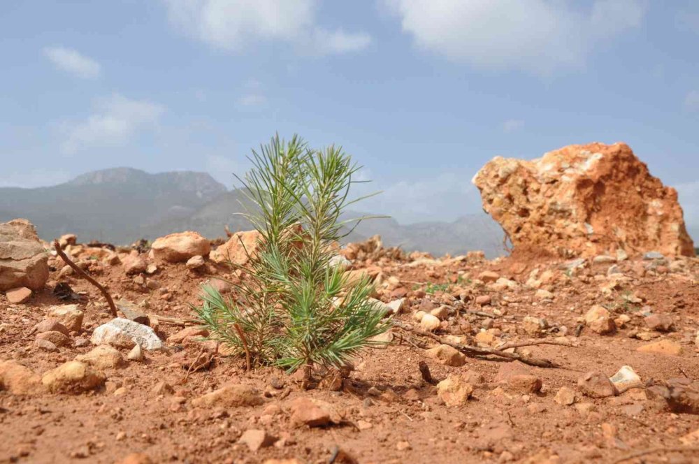 Yanan Ormanlık Alanlar Dağ Laleleri İle Renklendi