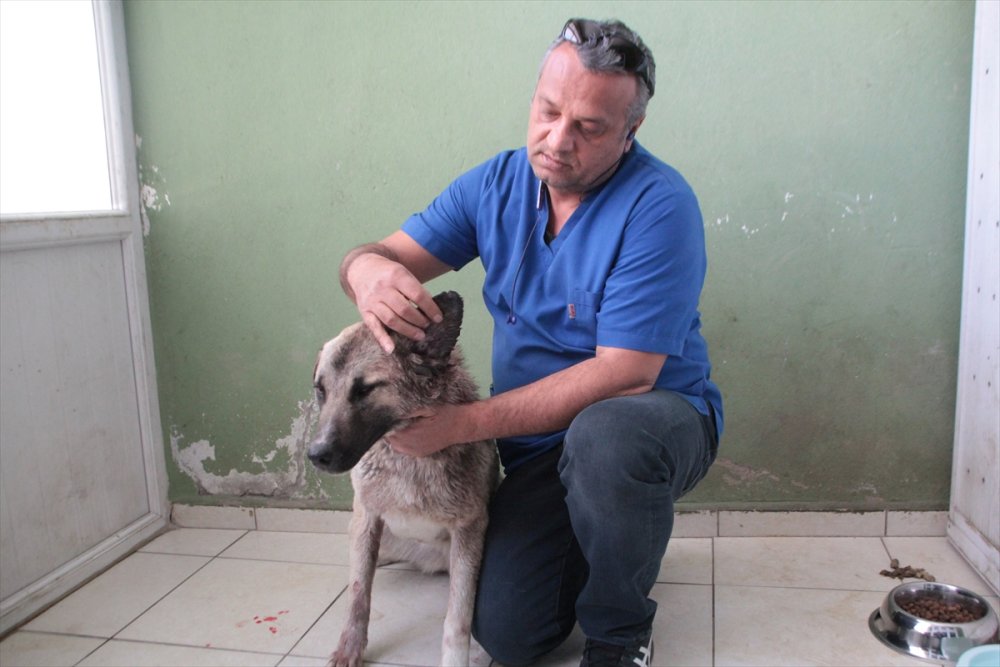 Antalya'da Av Tüfeğiyle Vurulan 1 Yaşındaki Köpek, Tedaviye Alındı