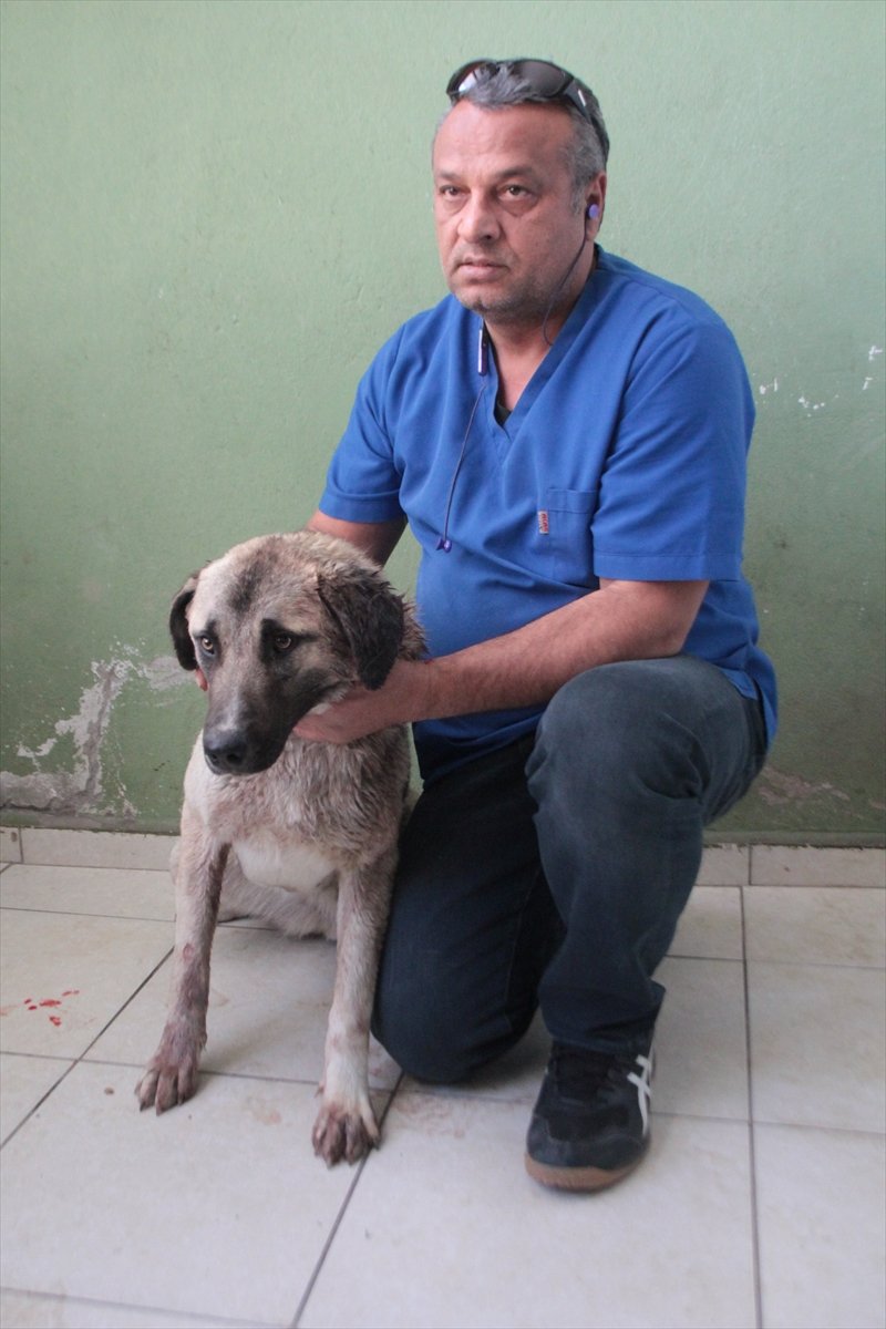 Antalya'da Av Tüfeğiyle Vurulan 1 Yaşındaki Köpek, Tedaviye Alındı