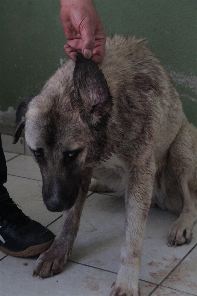Antalya'da Av Tüfeğiyle Vurulan 1 Yaşındaki Köpek, Tedaviye Alındı