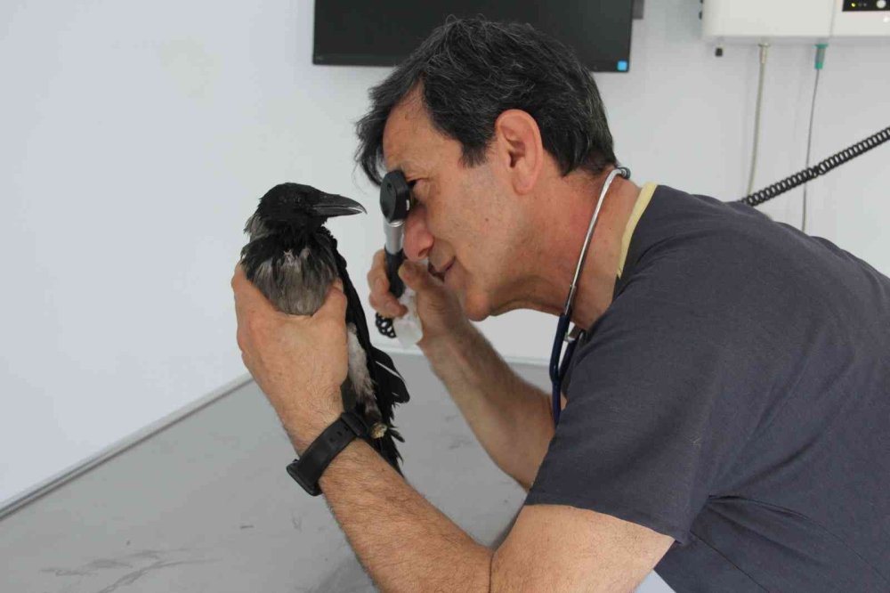 Kediden Sonra Yaralı Karga Şifaya Kendi Gitti