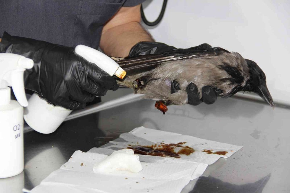 Kediden Sonra Yaralı Karga Şifaya Kendi Gitti