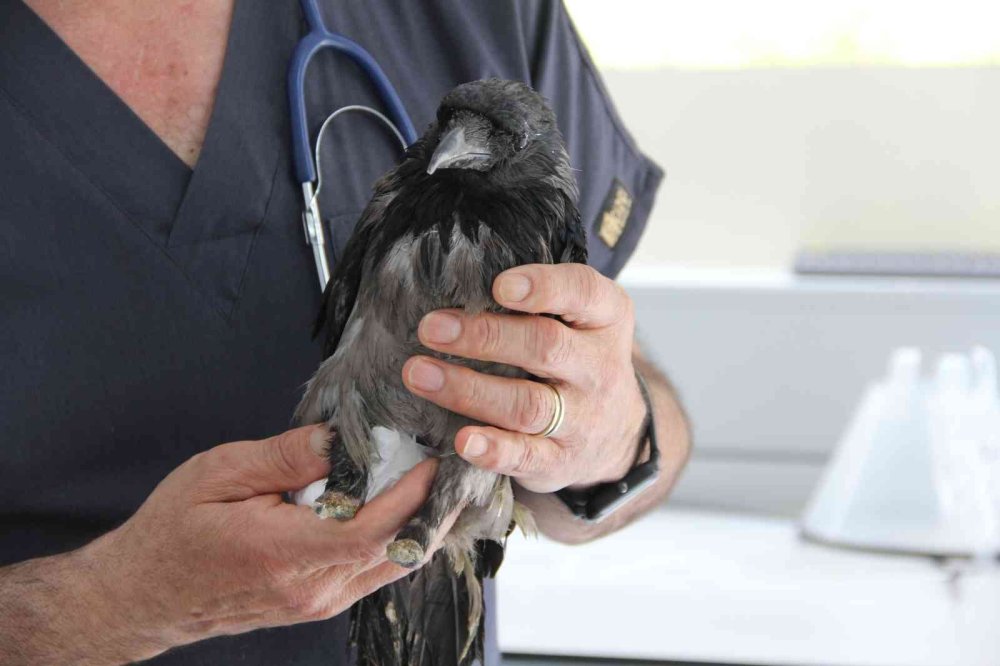 Kediden Sonra Yaralı Karga Şifaya Kendi Gitti