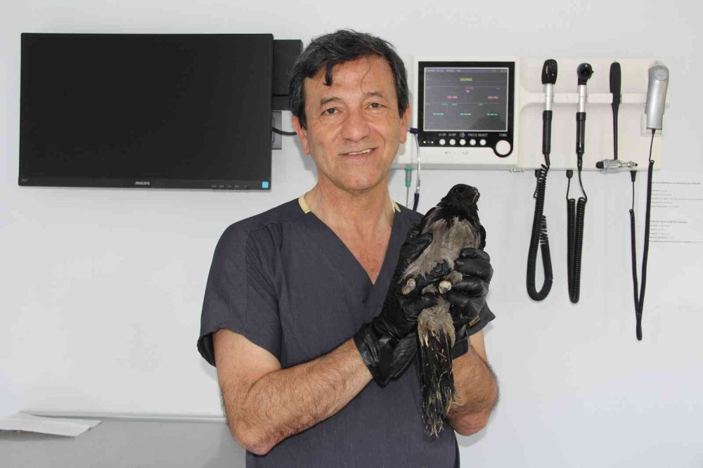 Kediden Sonra Yaralı Karga Şifaya Kendi Gitti