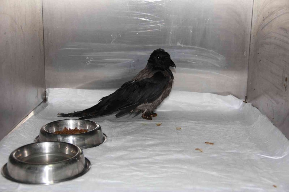 Kediden Sonra Yaralı Karga Şifaya Kendi Gitti