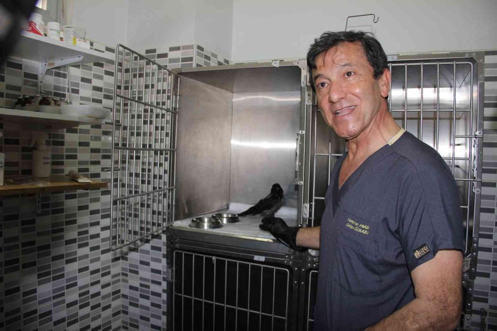 Kediden Sonra Yaralı Karga Şifaya Kendi Gitti