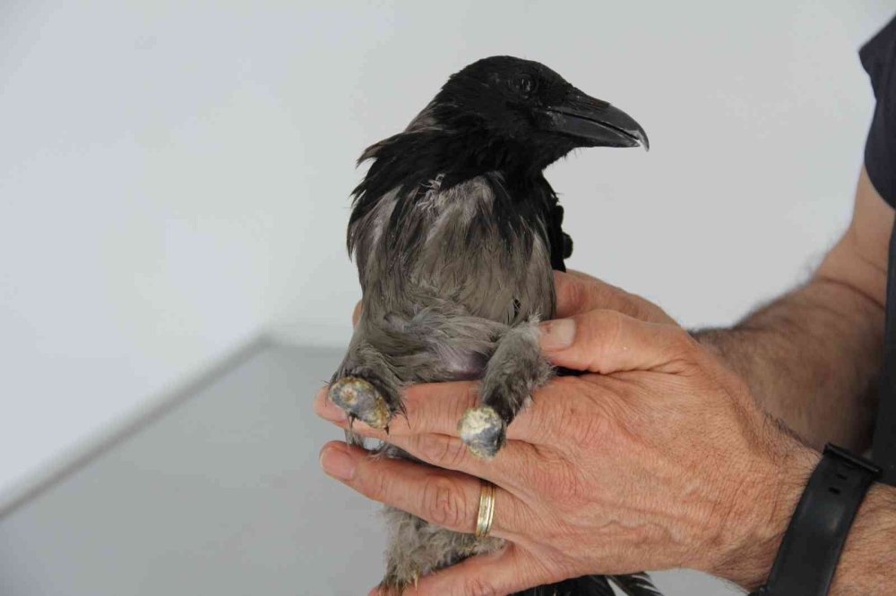 Kediden Sonra Yaralı Karga Şifaya Kendi Gitti