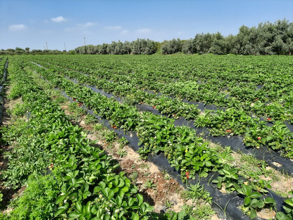 Mersin Silifke'de Çileğin Hasadı Zamanı