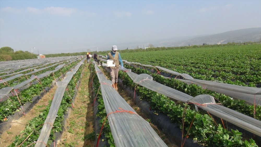 Mersin Silifke'de Çileğin Hasadı Zamanı