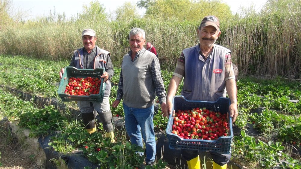 Mersin Silifke'de Çileğin Hasadı Zamanı