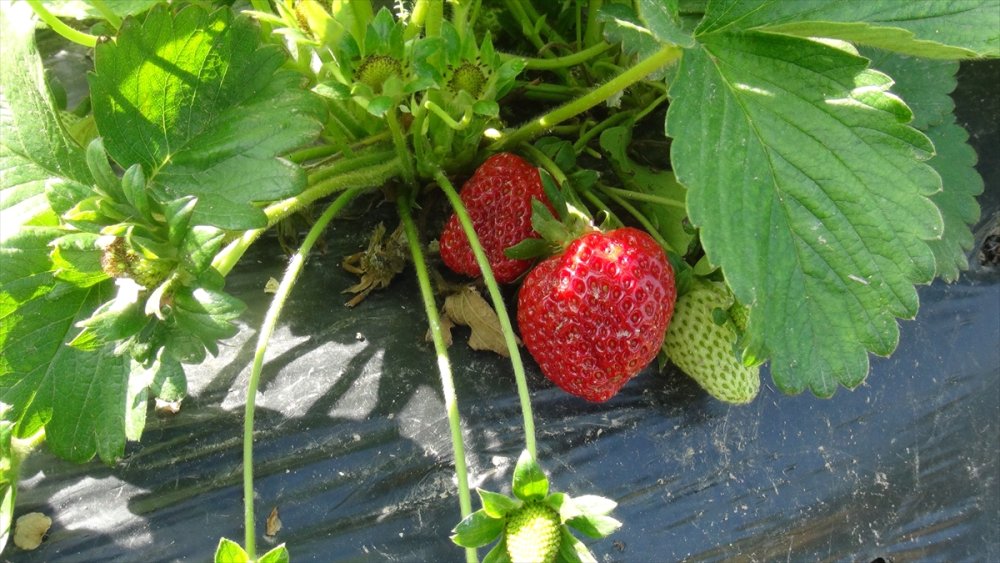 Mersin Silifke'de Çileğin Hasadı Zamanı
