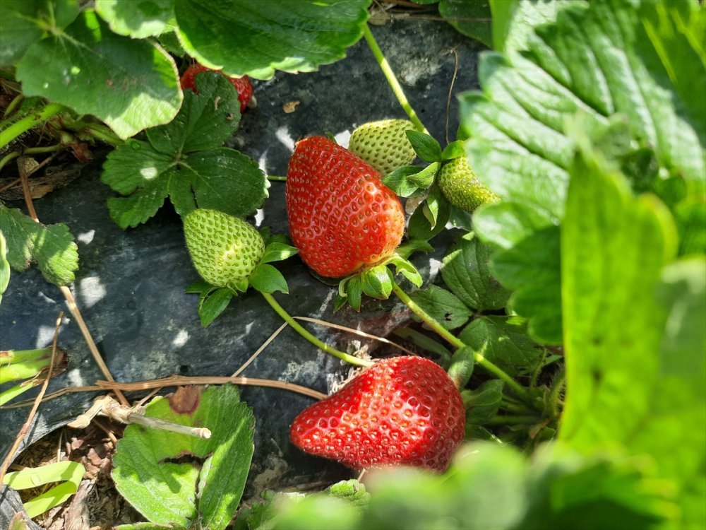 Mersin Silifke'de Çileğin Hasadı Zamanı
