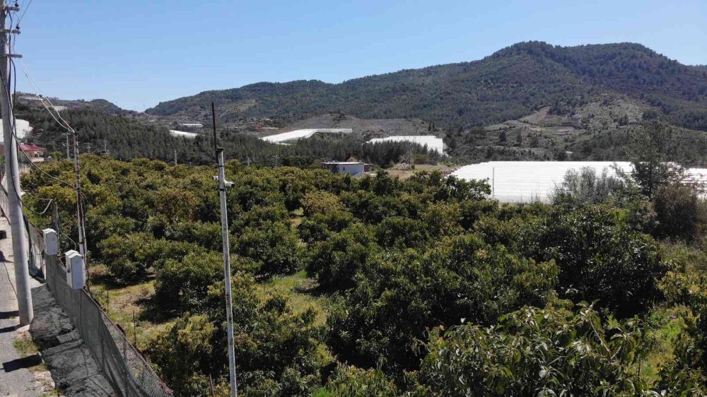 Alanya'da Avakado Üreticilerinin Hırsız Mesaisi Başladı