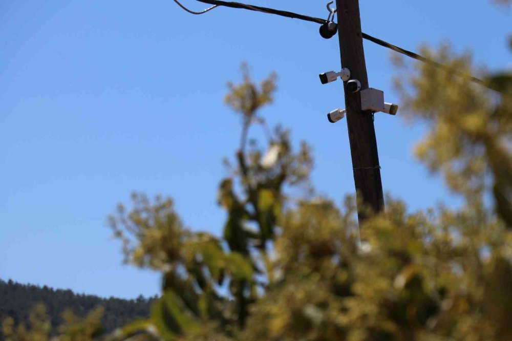 Alanya'da Avakado Üreticilerinin Hırsız Mesaisi Başladı