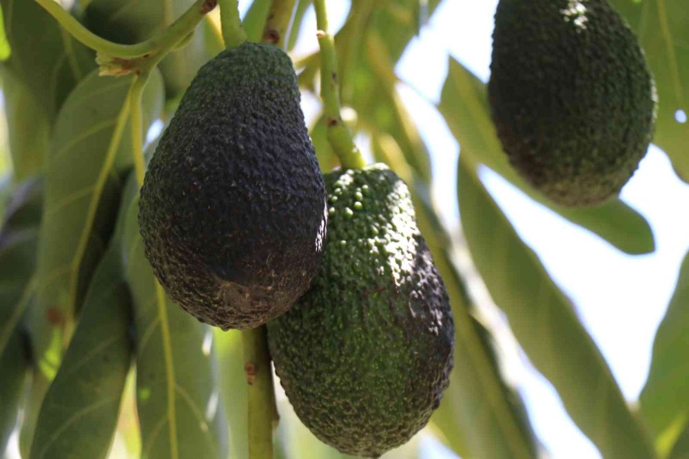 Alanya'da Avakado Üreticilerinin Hırsız Mesaisi Başladı