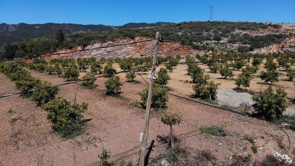 Alanya'da Avakado Üreticilerinin Hırsız Mesaisi Başladı