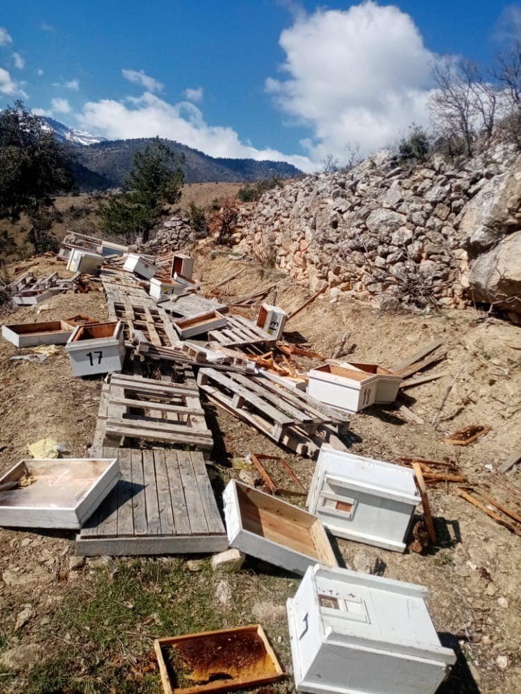 Karaman’da Arı Kovanları Ayıların Hışmına Uğradı