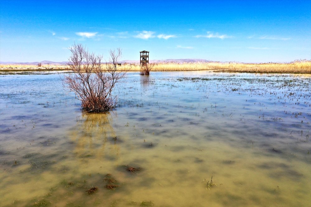 Akşehir Gölünde Maya Tuttu