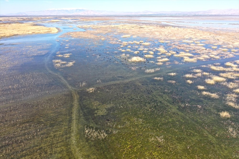 Akşehir Gölünde Maya Tuttu