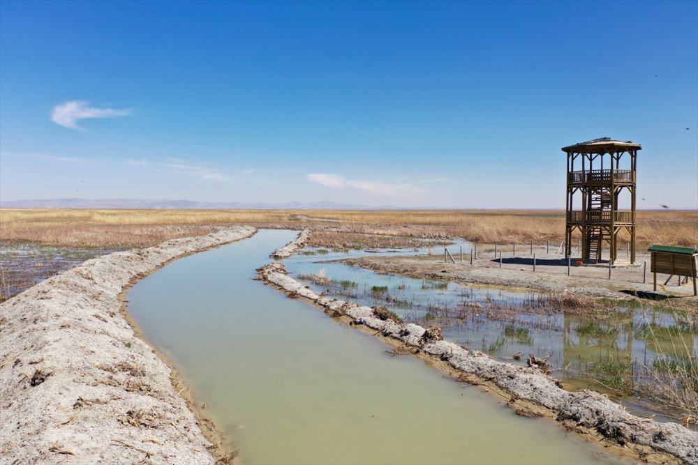 Akşehir Gölünde Maya Tuttu