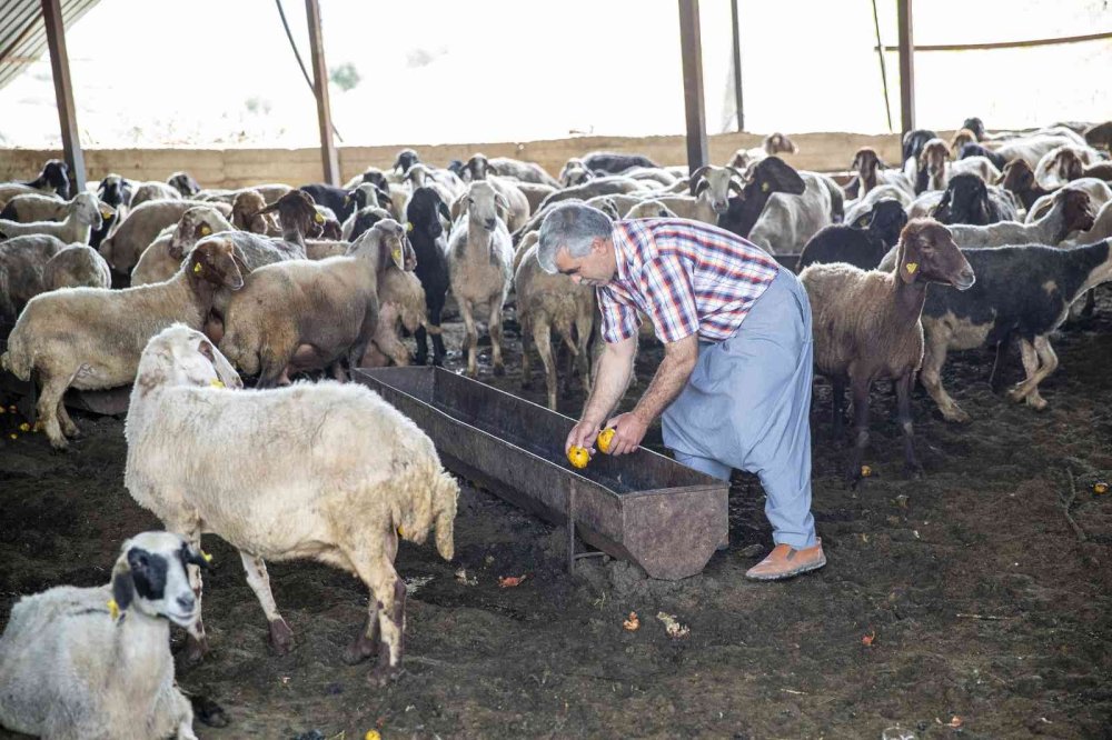 Mersin'de Yörükler Göç Hazırlığında