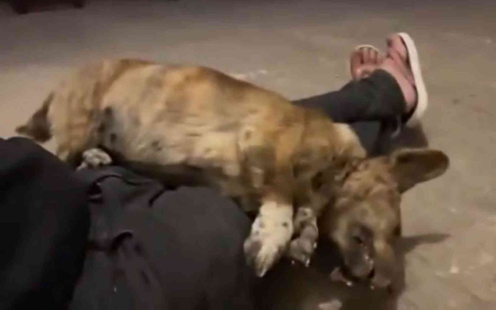 Antalya’da Köpek Gezdirme Kavgası