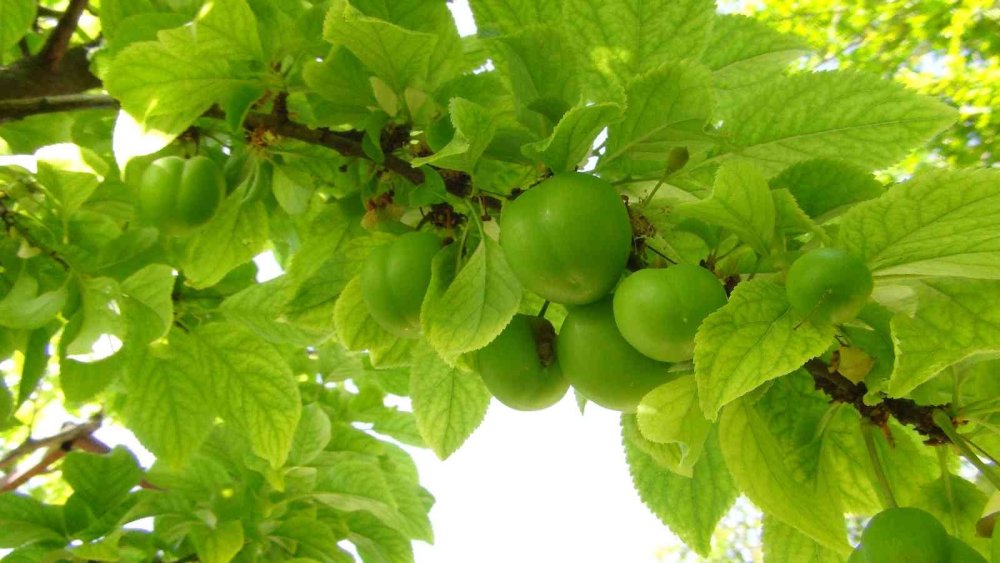 Eriğin Kilosu 20 İla 50 Lira Arasına Düştü