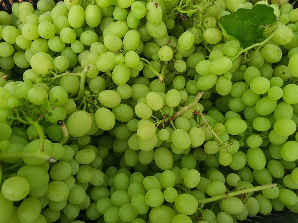 Mersin'de Örtü Altında Yılın İlk Üzüm Hasadı Yapıldı