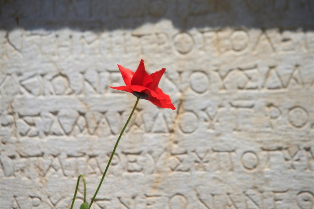 Antalya'nın Kaş İlçesinde Gelincik Ve Papatyalar Tarlaları Süsledi