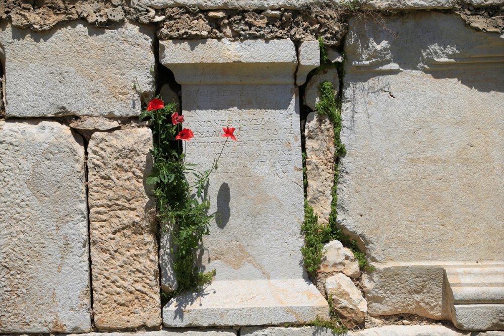 Antalya'nın Kaş İlçesinde Gelincik Ve Papatyalar Tarlaları Süsledi