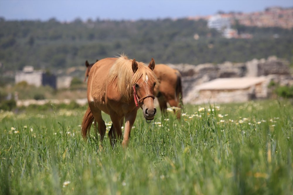 Antalya'nın Kaş İlçesinde Gelincik Ve Papatyalar Tarlaları Süsledi