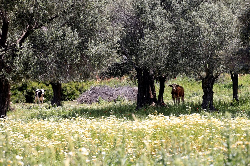 Antalya'nın Kaş İlçesinde Gelincik Ve Papatyalar Tarlaları Süsledi