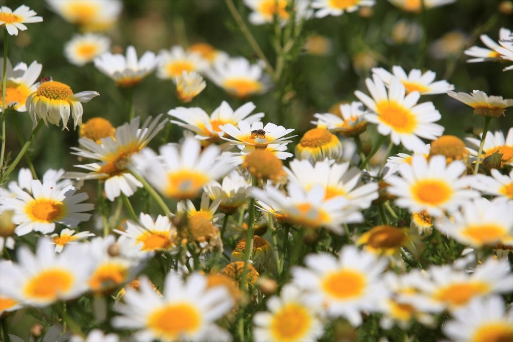 Antalya'nın Kaş İlçesinde Gelincik Ve Papatyalar Tarlaları Süsledi